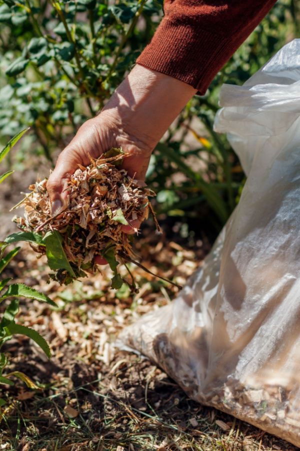 Деталь садової ділянки з мульчею та рослинами